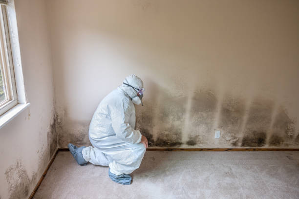 Best Mold Odor Removal Services  in Norwich, CT